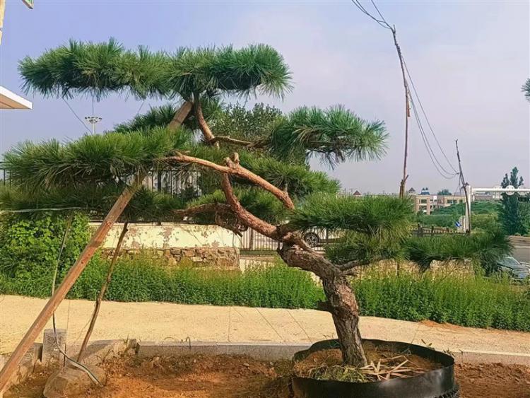 景觀松價格 景觀松價格