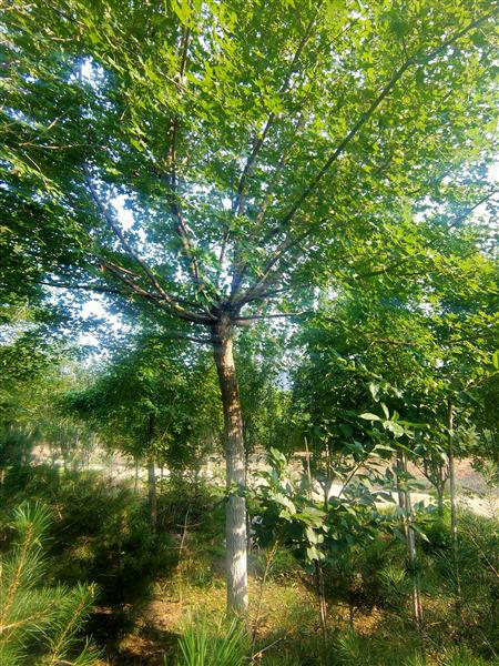 五角楓價格 五角楓價格