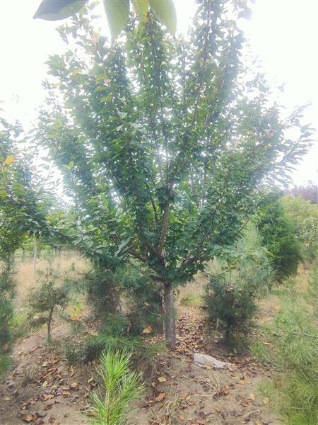 山東櫻花基地 山東櫻花基地