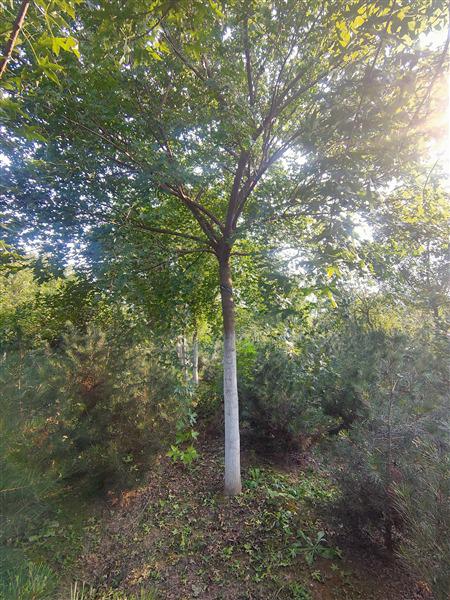 山東五角楓基地 山東五角楓基地