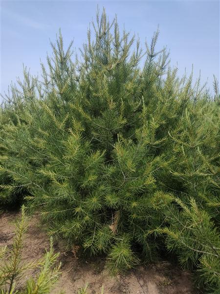 山東白皮松基地 山東白皮松基地