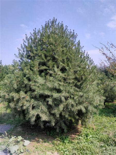 泰安白皮松基地 泰安白皮松基地